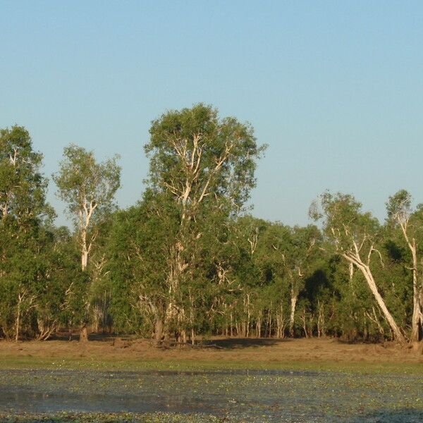 Melaleuca leucadendra Habitus