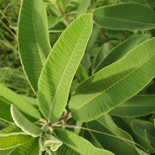 Ozoroa insignis Blad