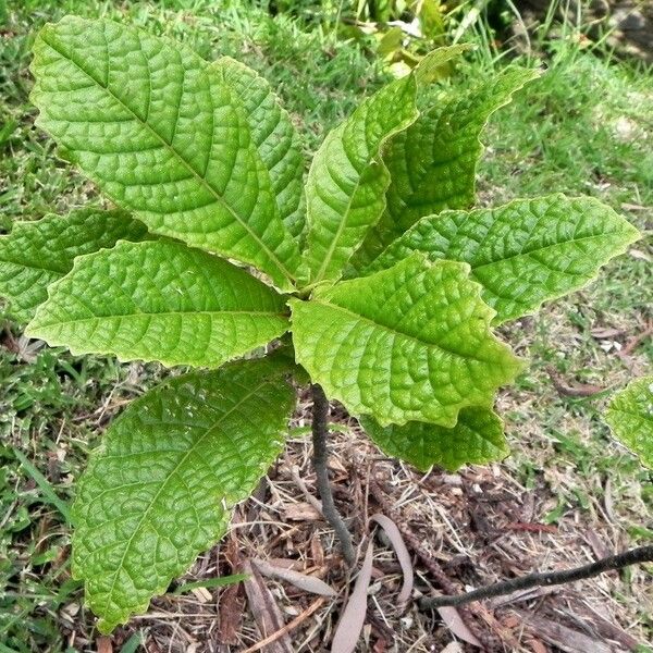 Ficus pancheriana 葉