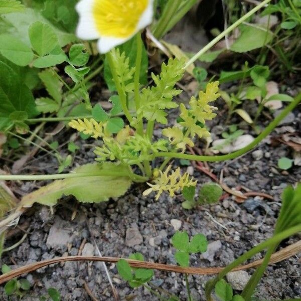 Limnanthes douglasii List