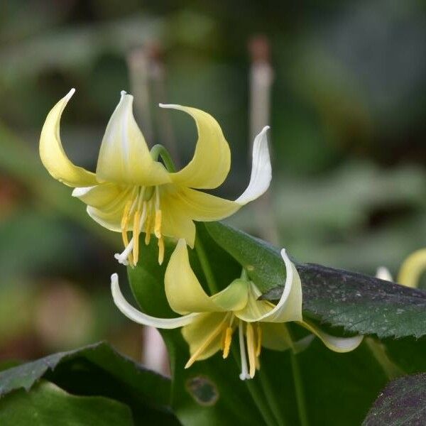 Erythronium revolutum ফুল