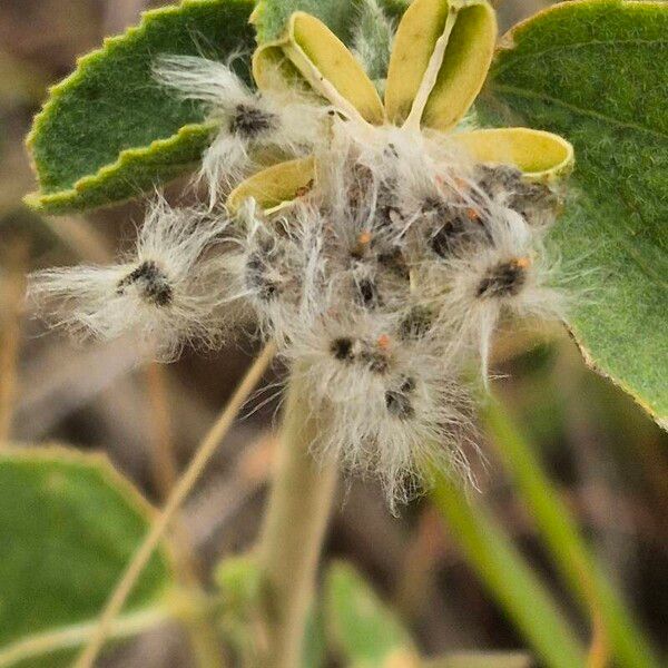 Hibiscus flavifolius Fruit