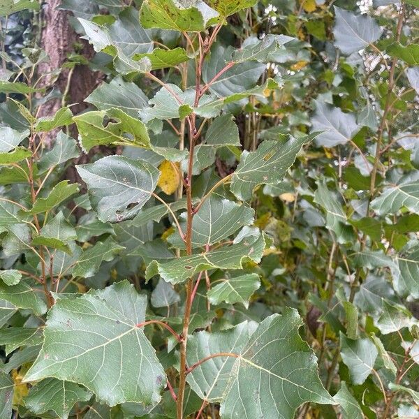 Populus nigra 葉