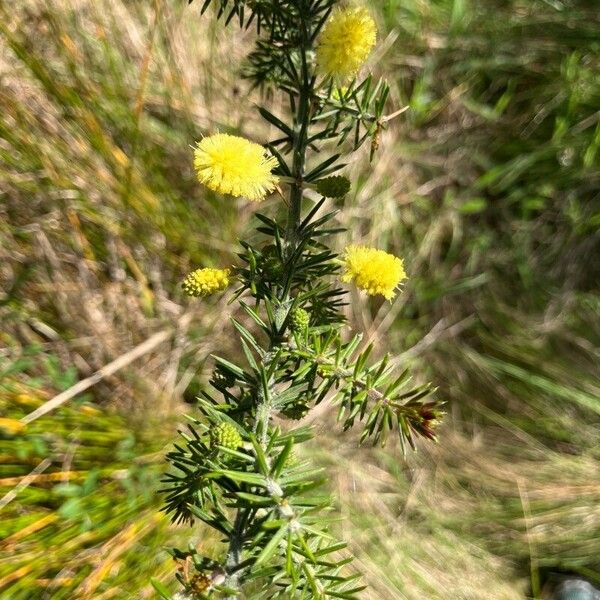 Acacia verticillata Flower