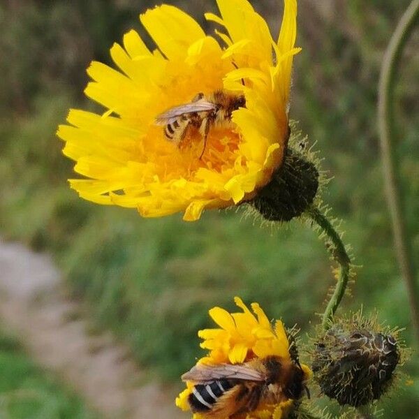 Sonchus arvensis Λουλούδι