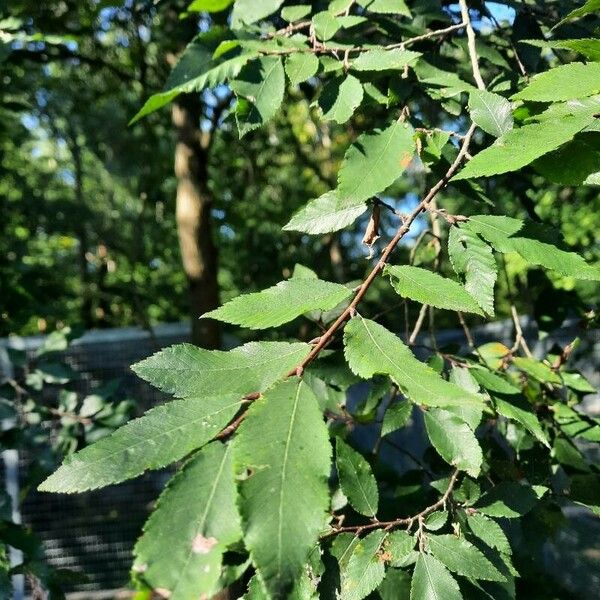 Ulmus alata Лист