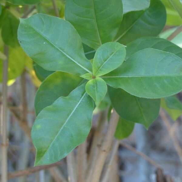 Allamanda blanchetii Leaf