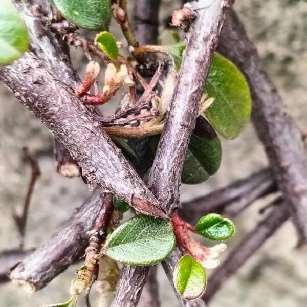 Cotoneaster simonsii Bark