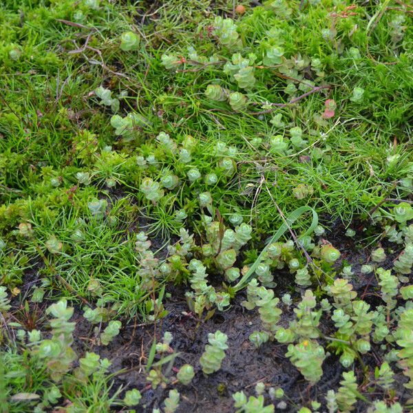 Isolepis fluitans (Floating club-rush)