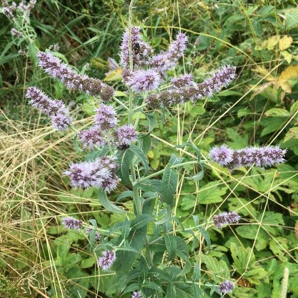 Mentha longifolia Buveinė