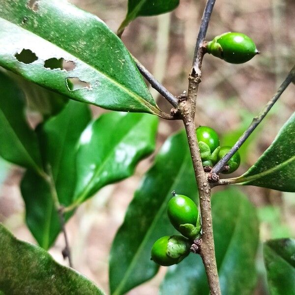 Diospyros abyssinica Vili