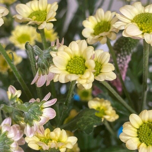 Chrysanthemum indicum Fleur