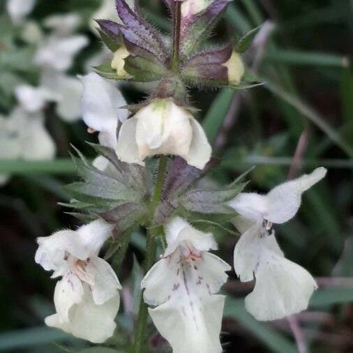 Stachys annua Lorea