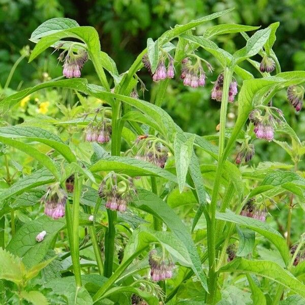 Symphytum officinale Συνήθη χαρακτηριστικά