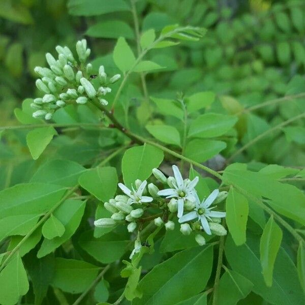 Murraya koenigii Flower