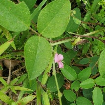 Galactia striata Bloem