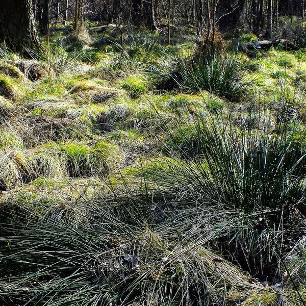 Juncus effusus Vekstform