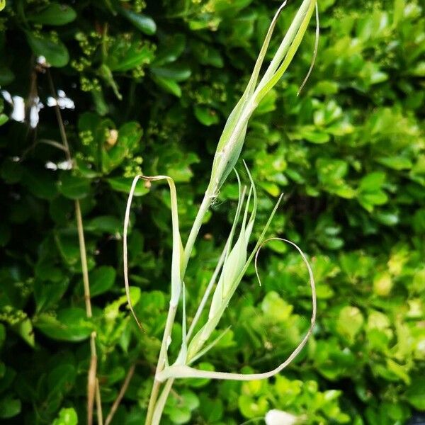 Tragopogon dubius Leaf