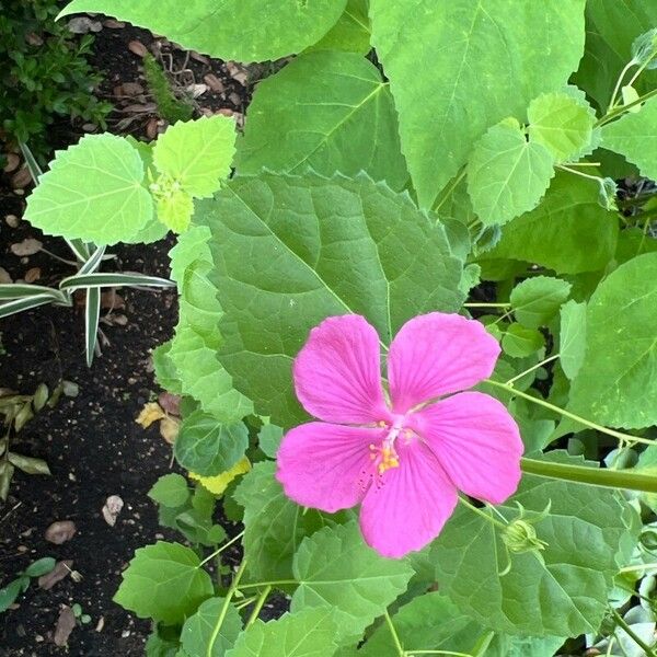 Pavonia lasiopetala Blodyn