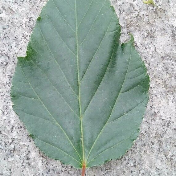 Acer davidii Feuille