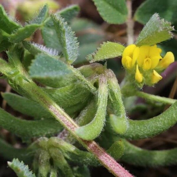 Medicago monspeliaca Fiore