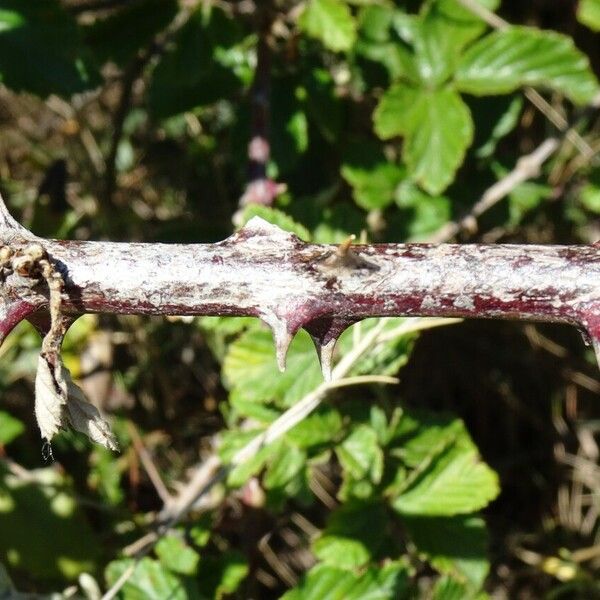 Rubus ulmifolius Ŝelo