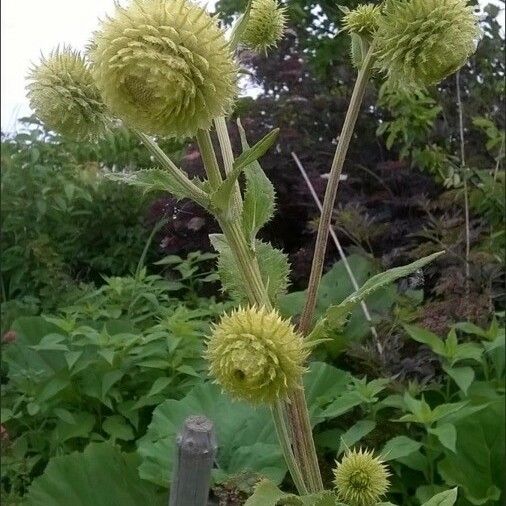 Dipsacus laciniatus പുഷ്പം