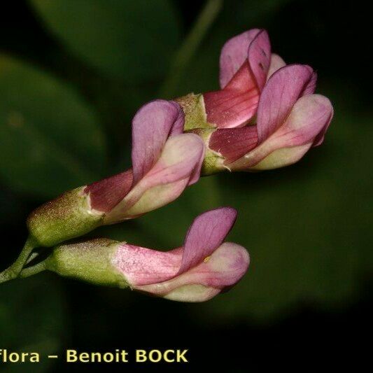 Vicia dumetorum Blomst