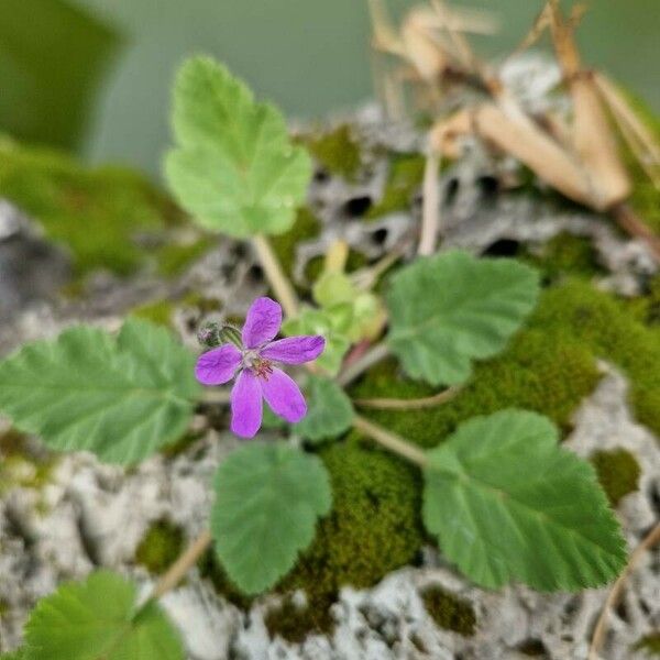 Erodium aethiopicum फूल