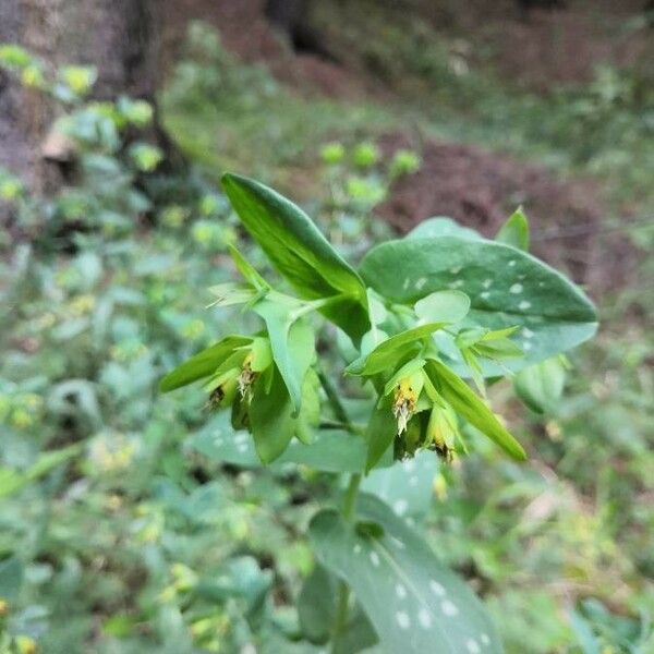 Cerinthe glabra Цветок