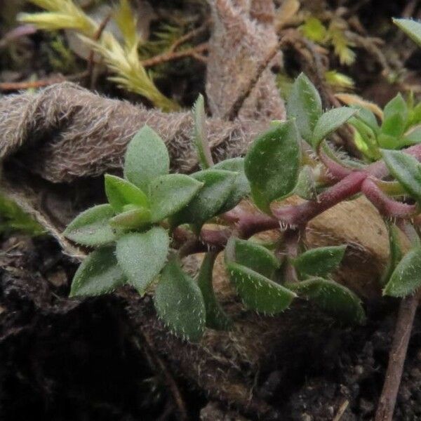 Cerastium pumilum Yaprak