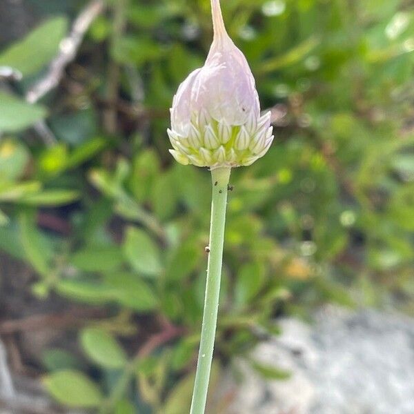 Allium acutiflorum Кветка