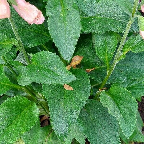 Digitalis thapsi Leaf