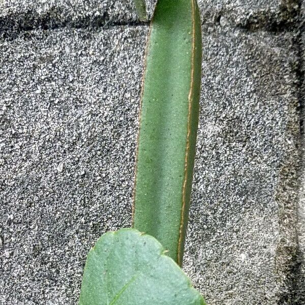 Cissus quadrangularis Leaf