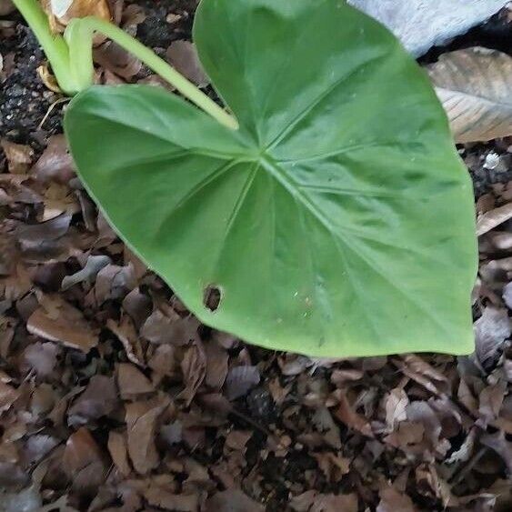 Alocasia macrorrhizos Hostoa