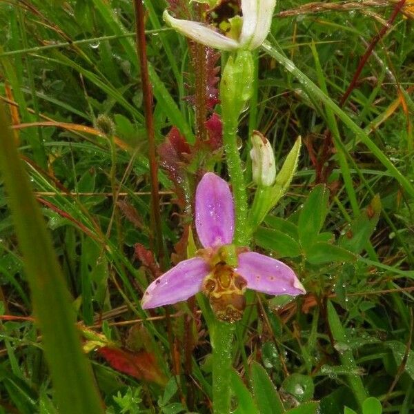 Ophrys apifera Cvet