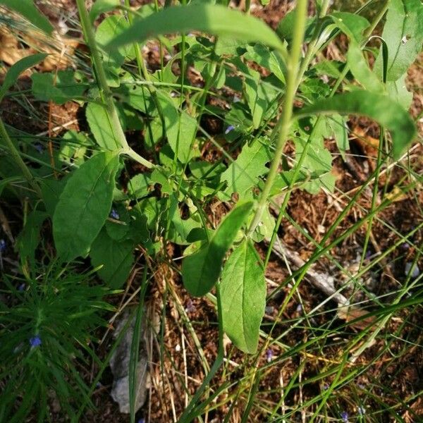 Veronica spicata Yaprak