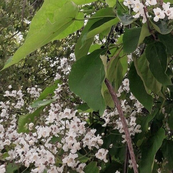 Catalpa bignonioides Λουλούδι