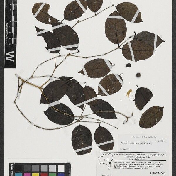 Strychnos mattogrossensis Leaf