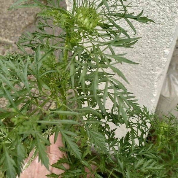 Artemisia biennis Leaf