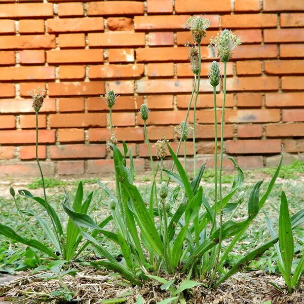 Plantago lagopus Hàbitat