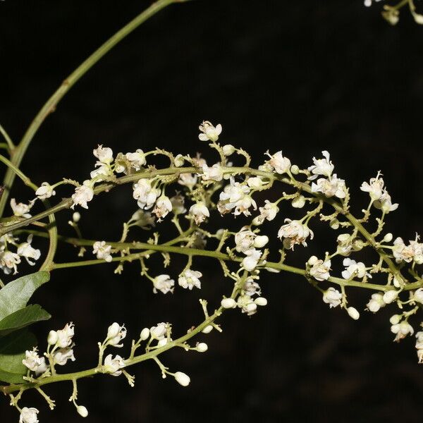 Serjania membranacea फूल