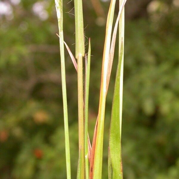 Digitaria filiformis Плод