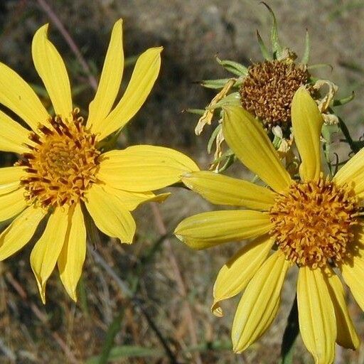 Helianthus californicus Flower