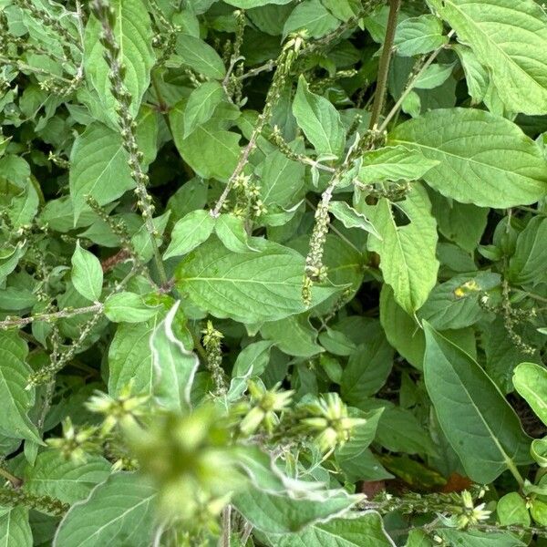 Achyranthes bidentata പുഷ്പം