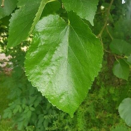 Morus alba Leaf