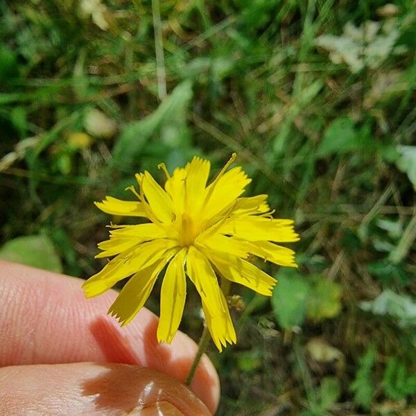 Hieracium prenanthoides Žiedas