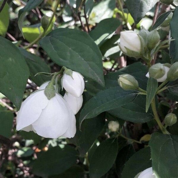 Philadelphus coronarius Blüte