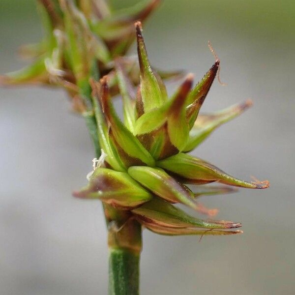 Carex echinata ഫലം