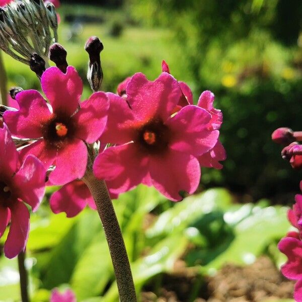 Primula bulleyana Flor